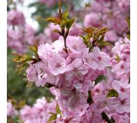 Prunus 'Jacqueline' | Ornamental Cherry Tree | Ornamental Fruit Tree | 5-6Ft