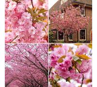 Prunus Kanzan Cherry Tree in 10L Pot Ornamental Flowering Tree with Double Pink Blossoms