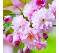 Prunus 'Kanzan' | Japanese Flowering Cherry | Ornamental Garden Tree | 5-6Ft