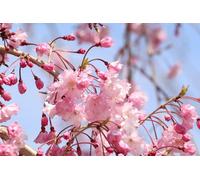 Prunus Kiku Shidare Sakura Cheals Weeping Japanese Flowering Cherry Tree 5-6Ft Supplied By Direct Plants