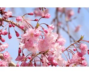 Prunus Kiku Shidare Sakura Cheals Weeping Japanese Flowering Cherry Tree 5-6Ft Supplied By Direct Plants