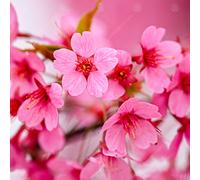 Prunus Kursar | Flowering Cherry | Ornamental Garden Tree | 5-6Ft
