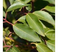 Prunus Lauroceras 'Angustifolia' Portuguese Laurel Evergreen Shrub RHS Award, 70-80cm