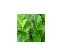 Prunus laurocerasus Rotundifolia (9cm, 100 Plants)