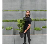 Prunus Laurocerasus 'Rotundifolia' Potted Cherry Laurel Hedging (120-150cm), 40 Laurels