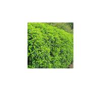 Prunus lusitanica Myrtifolia (9cm, 75 Plants)