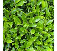 Prunus Lusitanica 'Myrtifolia' | Portuguese Laurel | Garden Tree | 5-6Ft