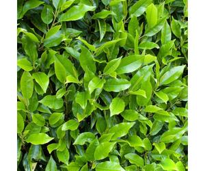 Prunus Lusitanica 'Myrtifolia' | Portuguese Laurel | Garden Tree | 5-6Ft