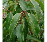 Prunus Lusitanica | Portuguese Laurel | Ornamental Garden Tree | 5-6Ft