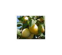 Prunus Mirabelle De Nancy Plum Fruit Tree 5-6ft Supplied in a 7.5 Litre Pot