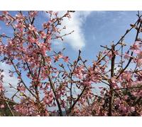 Prunus Okame Cherry Blossom Tree 5-6Ft Tall By Direct Plants