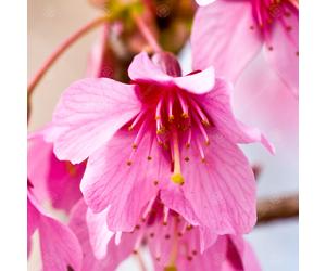 Prunus Okame | Flowering Cherry | Ornamental Garden Tree | 5-6Ft