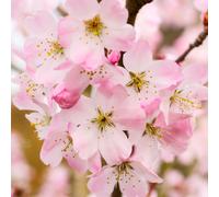 Prunus Pandora | Flowering Cherry | Ornamental Garden Tree | 5-6Ft