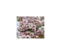 Prunus Pandora Pink Flowering Cherry Blossom Tree 6ft Tall Supplied in a 12 Litre Pot by Directplants