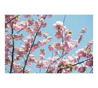 Prunus Pink Champagne Japanese Cherry Blossom Tree 5-6ft Tall in a 7.5 Litre Pot| By Direct Plants