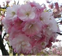 Prunus Pink Perfection Cherry Blossom Tree 5-6Ft Tall By Direct Plants
