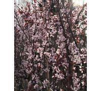 Prunus Pissardi Nigra Purple Leaf Blossom Tree 5-6Ft Tall By Direct Plants