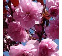 Prunus Royal Burgundy Purple Leaf Japanese Cherry Tree 6ft Tall Supplied in a 12 Litre Pot by Directplants Direct Plants Green One Size