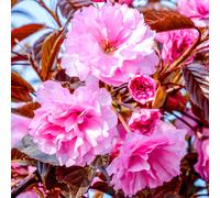 Prunus Royal Burgundy Tree (12L, 5-6ft)