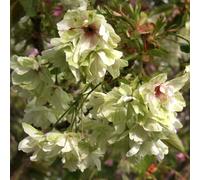 Prunus Royal Flame Tree (12L, 5-6ft)