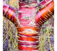 Prunus Serrula Tree (12L, 5-6ft)