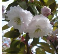 Prunus Shirofugen Cherry Blossom Tree 5-6Ft Tall By Direct Plants