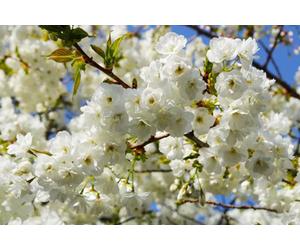 Prunus Shirotae Cherry Blossom Tree 5-6Ft Tall By Direct Plants