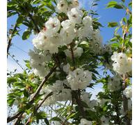 Prunus 'Shirotae' | Mount Fuji Cherry | Ornamental Garden Tree | 5-6Ft