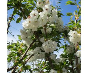 Prunus 'Shirotae' | Mount Fuji Cherry | Ornamental Garden Tree | 5-6Ft