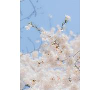 Prunus Snow Goose Cherry Blossom Tree 5-6Ft Tall By Direct Plants