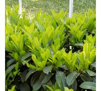 Prunus Sofia Evergreen Screening 3L Shrub