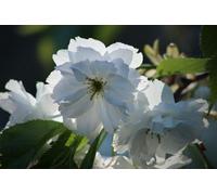 Prunus Tai Haku Cherry Blossom Tree 5-6Ft Tall By Direct Plants