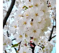 Prunus X Yedoensis Shidare Yoshino | Weeping Cherry | Garden Tree | 5-6Ft