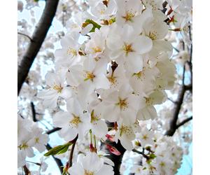 Prunus X Yedoensis Shidare Yoshino | Weeping Cherry | Garden Tree | 5-6Ft