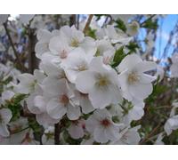 Prunus Yedoensis Yoshino Flowering Cherry Tree 6Ft In A 7.5 Litre Pot By Direct Plants