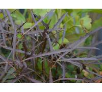 Pseudopanax Bronze Eagle 9Cm Potted Half Hardy Shrub