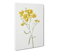 Psilostrophe Sparsiflora Flowers By Mary Vaux Walcott Canvas Print | Gallery Wrapped 30mm Frame Wall Art | 20x14 inches | Ready to Hang | Retro Floral Picture | Living Room Bedroom Lounge Office