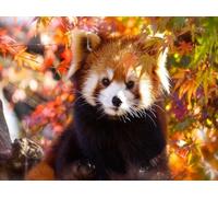 Pskgbxmu Adult Embroidery Cross Stitch Kit Red Panda 11CT Pre-Printed Pattern Cross Stitch Kit DIY Craft Home Decor 40x50 cm