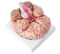 Psychology Life Size Brain Model for Neuroscience with 41 Position Indicator Signs and 9 Detachable Parts and Base for Understanding The Structure