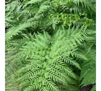 Pteris Tremula Half Hardy Fern Plug Plant