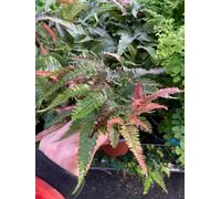 Pteris Tricolor Half Hardy Fern Plug Plant