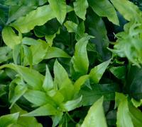 Pteris Umbrosa Half Hardy Fern Plug Plant