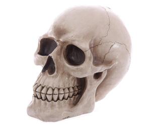 Puckator Life Size Realistic Skull Money Box