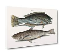 Puddingwife & Whiting Fish by Mark Catesby Canvas Print for Living Room Bedroom Home Office Décor, Wall Art Picture Ready to Hang, 30 x 20 Inch (76 x 50 cm)