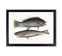 Puddingwife & Whiting Fish by Mark Catesby Framed Print | A2 Black Framed Wall Art | Ready to Hang | Modern Animal Picture | Living Room Bedroom Lounge Office