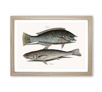 Puddingwife & Whiting Fish by Mark Catesby Framed Print | A2 Oak Framed Wall Art | Ready to Hang | Modern Animal Picture | Living Room Bedroom Lounge Office