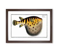 Pufferfish by M.E. Bloch Framed Print | A2 Walnut Framed Wall Art | Ready to Hang | Modern Nature Picture | Living Room Bedroom Lounge Office