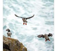 Puffin Birthday Card Lundy Island Birds - National Trust Greeting Card