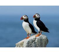 Puffin Blank Greeting Card - Landscape