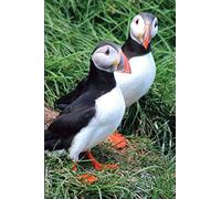 Puffin Notebook Journal: A 9x6 Notebook Journal with 120 ruled pages
